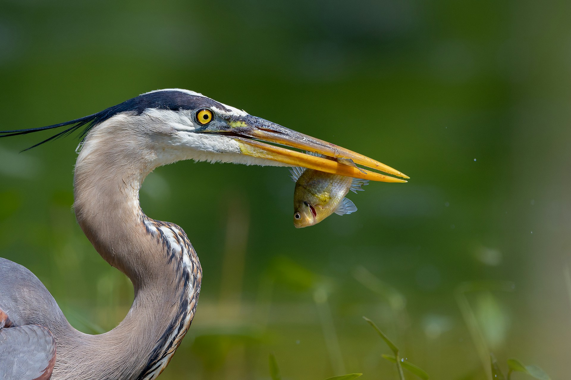Wildlife Wonders: Animals You Might See in Madison, Ohio"