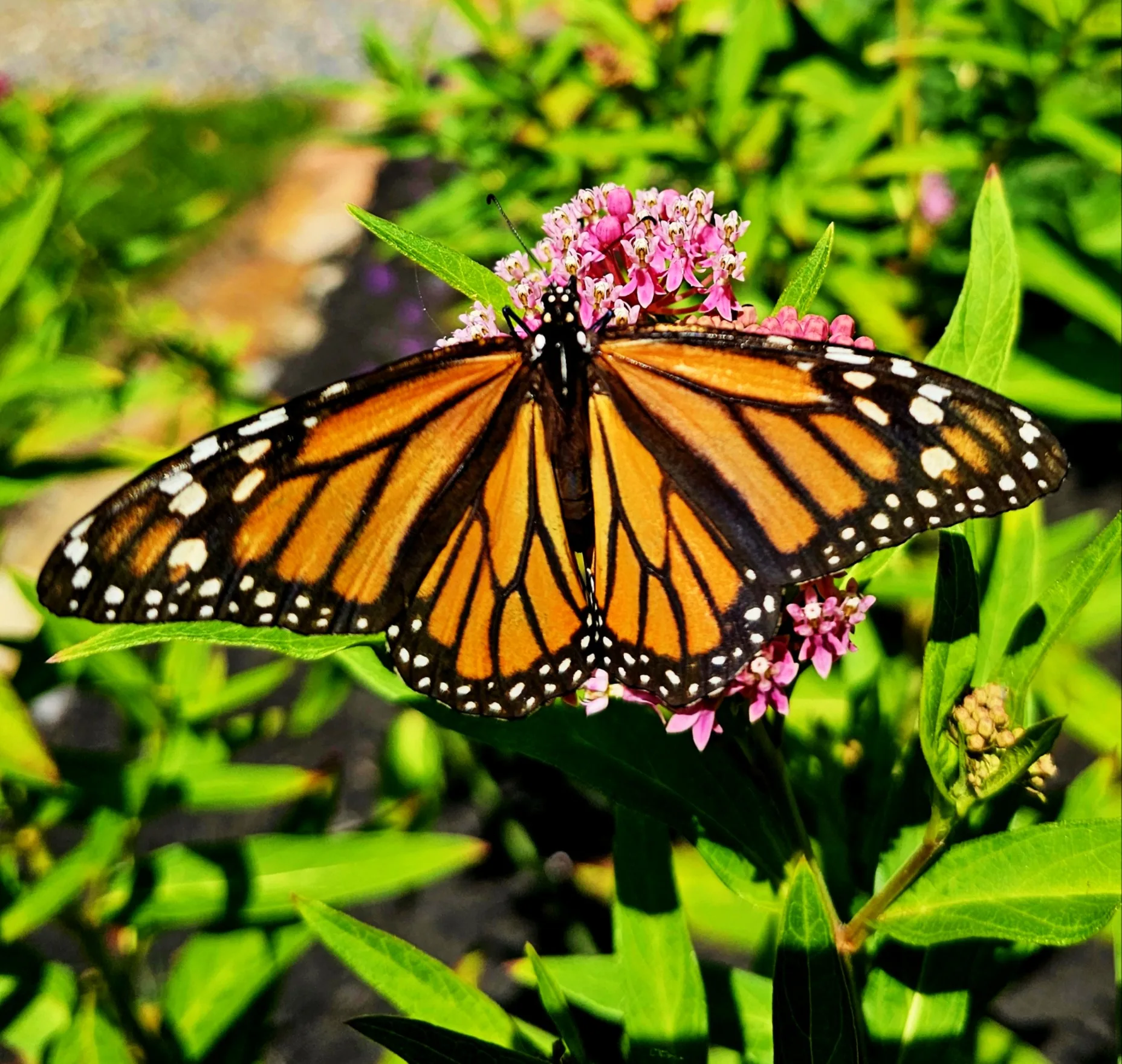 🦋 Our Monarch Waystation & Pollinator Garden